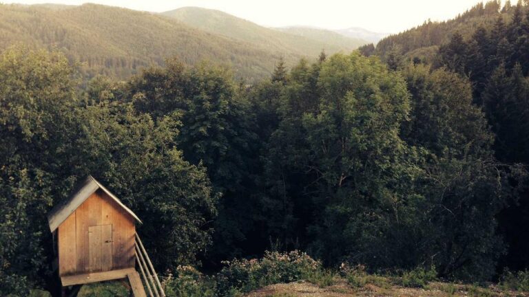 Who Is The Founder Of Cricbet99?